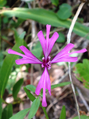 Clarkia concinna