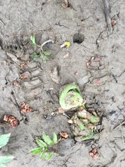 Matteuccia struthiopteris