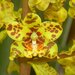 Cyrtopodium virescens - Photo EmanoelGomes, no known copyright restrictions (public domain)