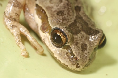 iNaturalist observation photo of Pacific chorus frog
