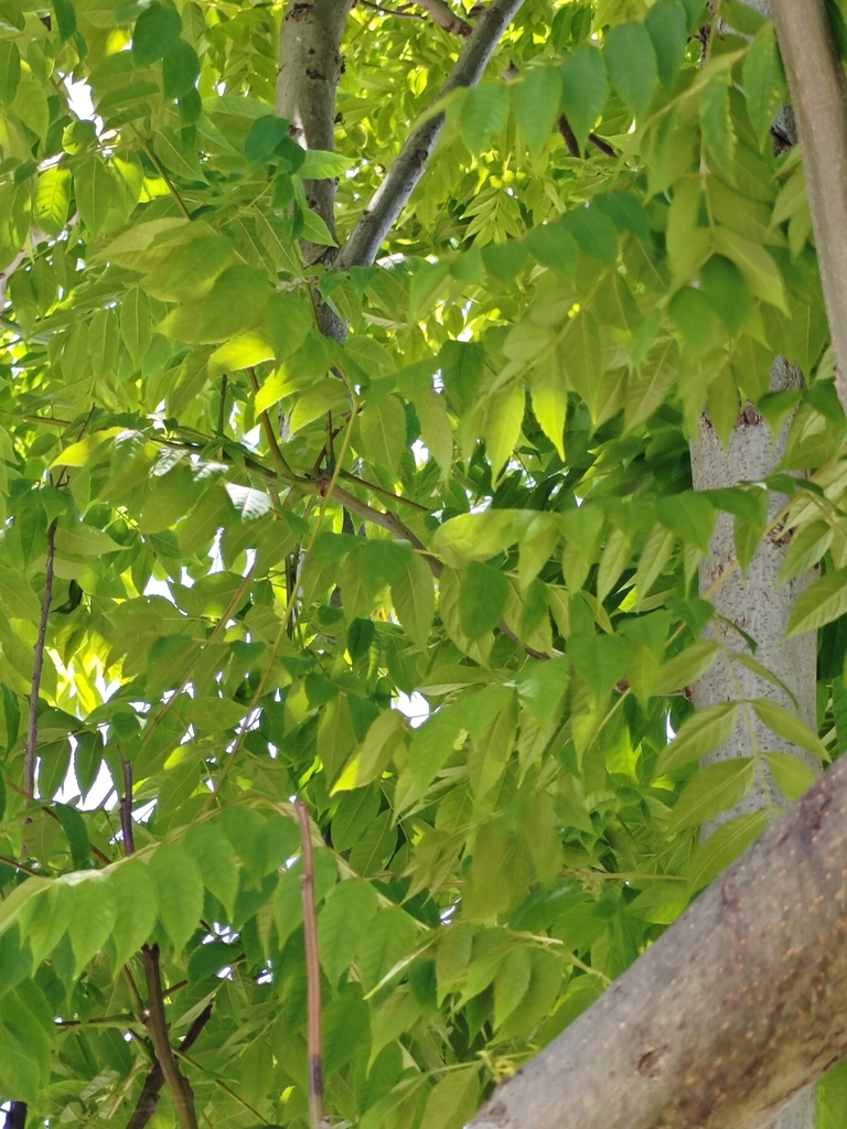 Chinese flame tree from Ningbo, CN-ZJ, CN on May 10, 2024 at 12:26 PM ...