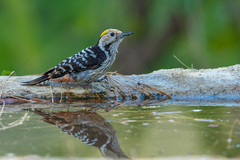 Brown-Fronted Woodpecker photo 5