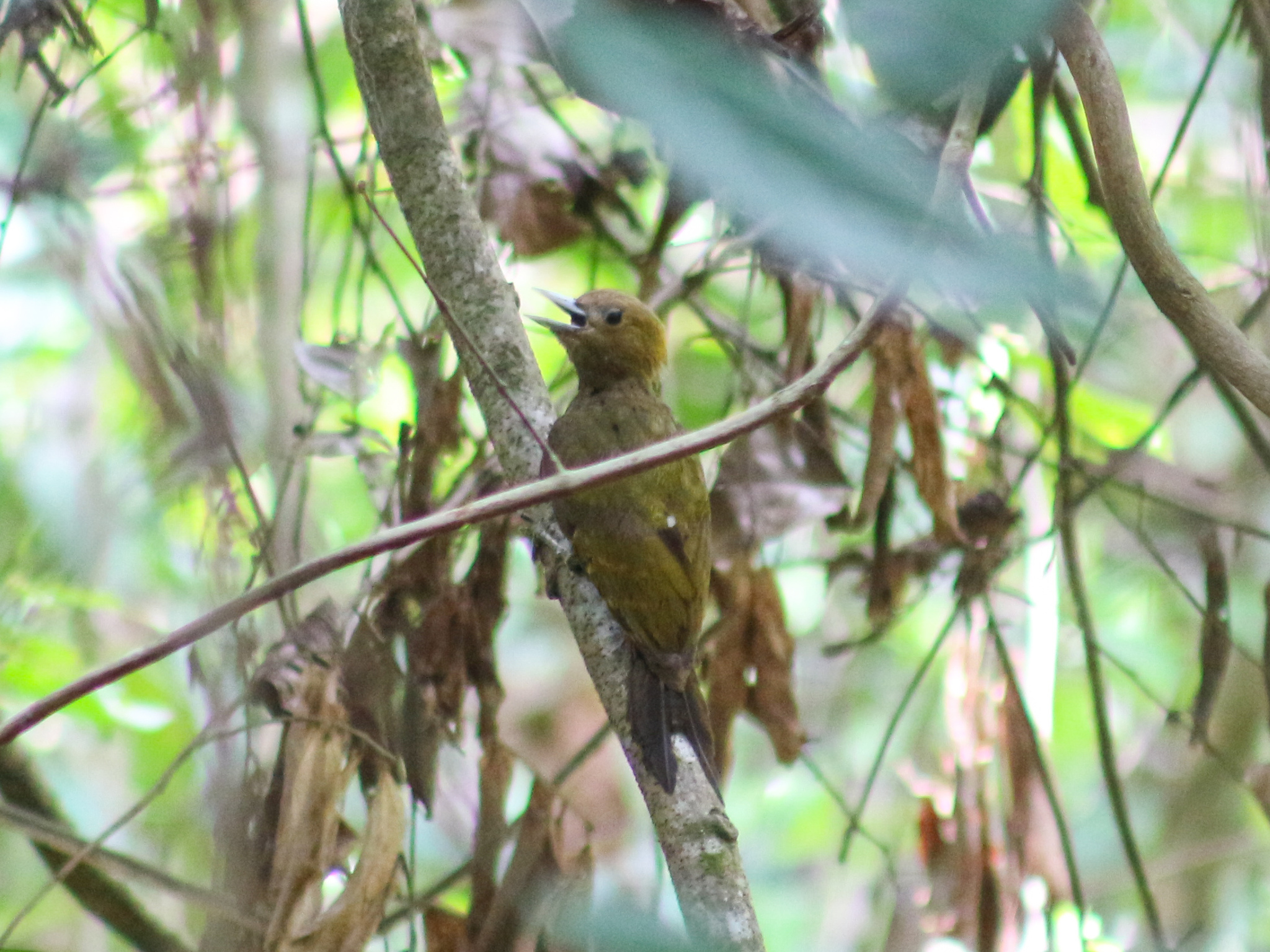Bamboo Woodpecker illustration