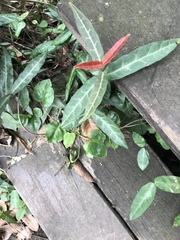 Trachelospermum jasminoides