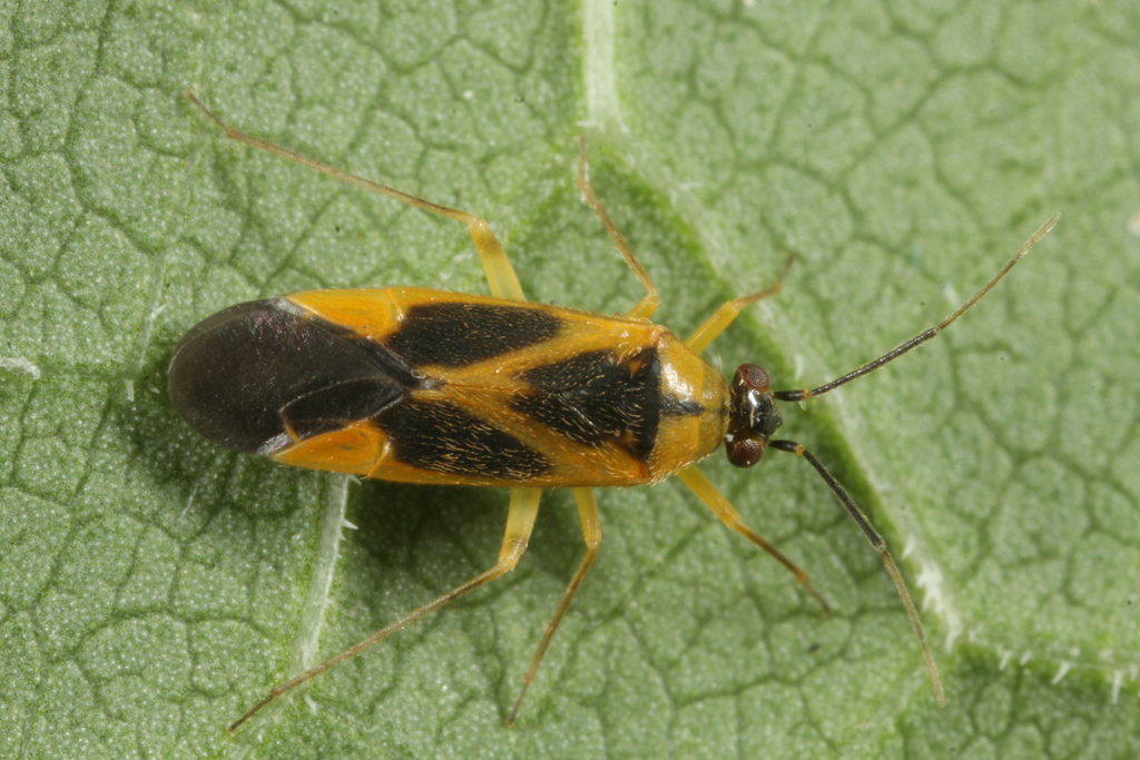Phylus plagiatus