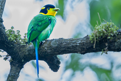 Long-Tailed Broadbill photo 1