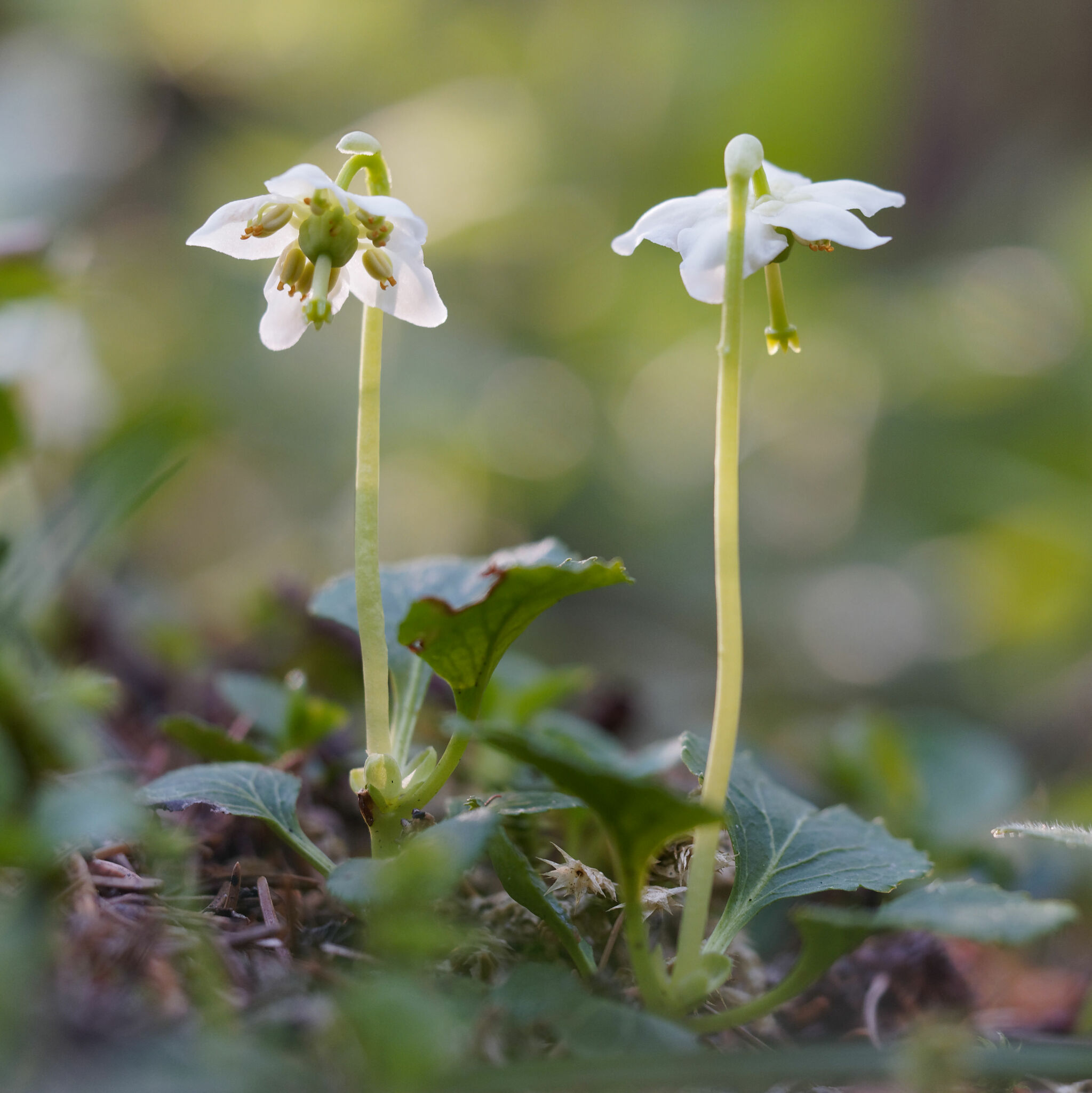 Moneses uniflora