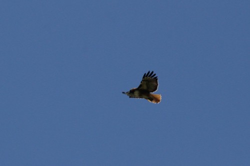 iNaturalist observation photo of Red-tailed Hawk