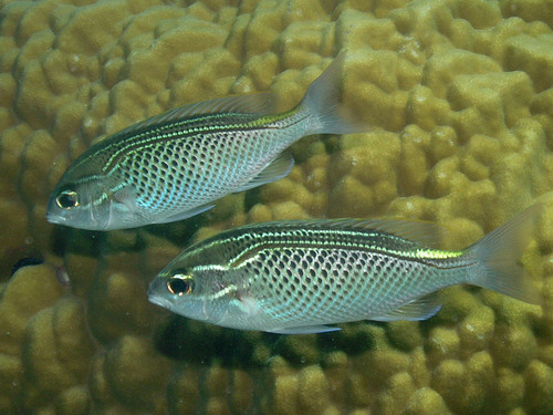 Arabian Monocle Bream