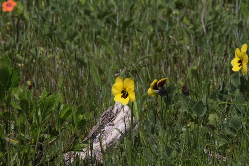 iNaturalist observation photo of California Golden Violet
