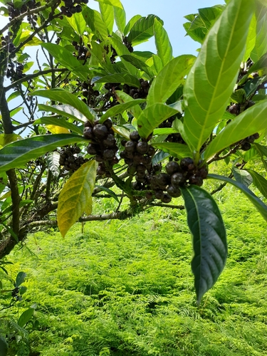 Image of Ficus benguetensis by (c) Island Spirit, some rights reserved (CC BY)