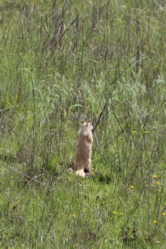 iNaturalist observation photo of California Ground Squirrel