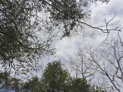 Eupsittula canicularis