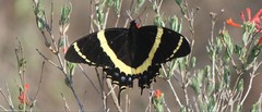Papilio garamas garamas