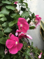 Catharanthus roseus