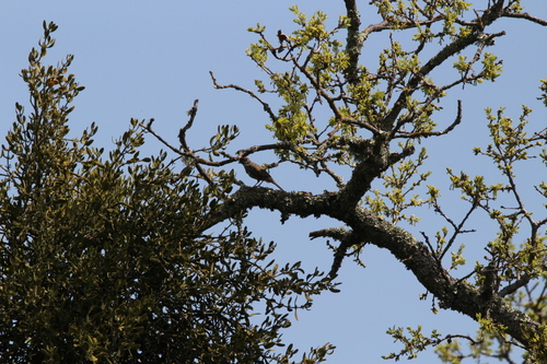 iNaturalist observation photo of California Towhee