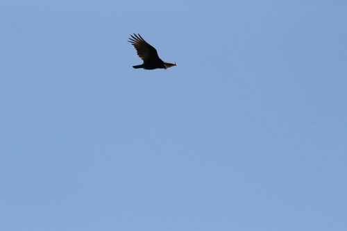 iNaturalist observation photo of Turkey Vulture