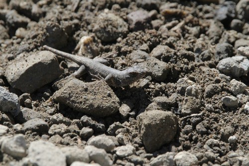 iNaturalist observation photo of Western Fence Lizard