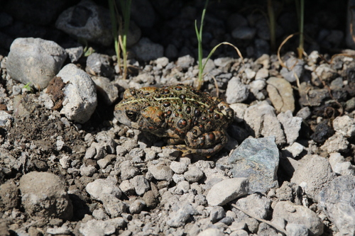 iNaturalist observation photo of Western Toad