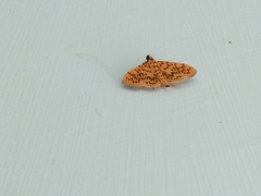Conogethes