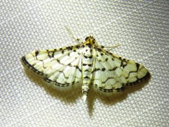 Hileithia rehamalis