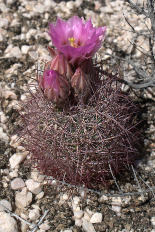 Echinomastus