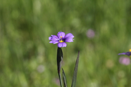 iNaturalist observation photo of western blue-eyed grass