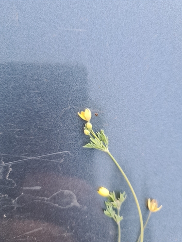 Leptopyrum fumarioides, photograph 2