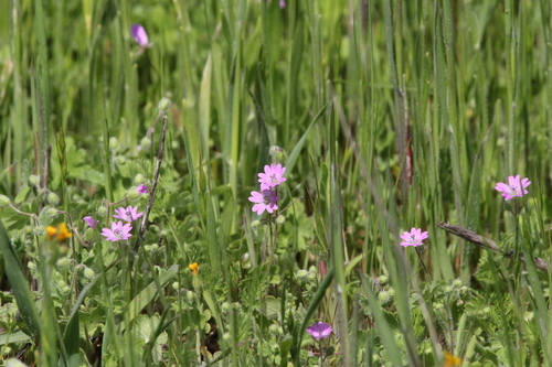 iNaturalist observation photo of Dove's-foot crane's-bill