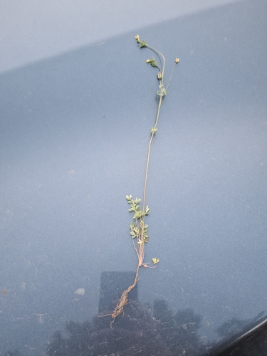 Leptopyrum fumarioides, photograph 4