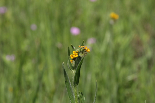 iNaturalist observation photo of Fiddlenecks
