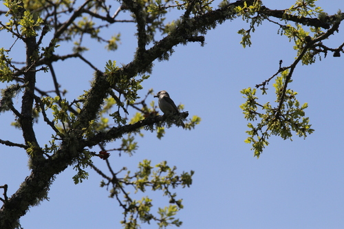 iNaturalist observation photo of Oak Titmouse
