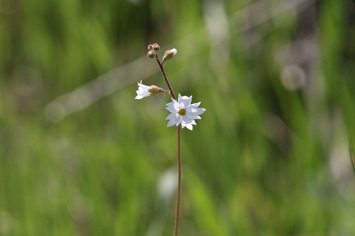 iNaturalist observation photo of woodland stars