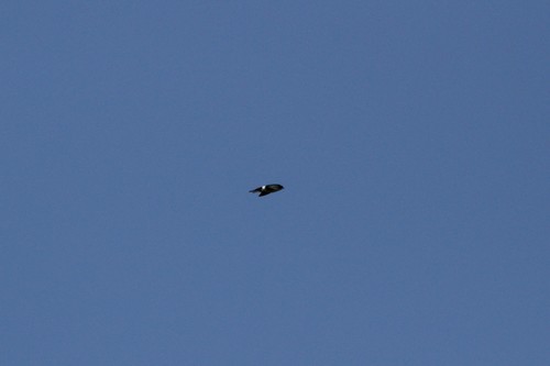 iNaturalist observation photo of Violet-green Swallow