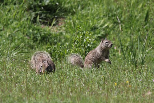 iNaturalist observation photo of California Ground Squirrel