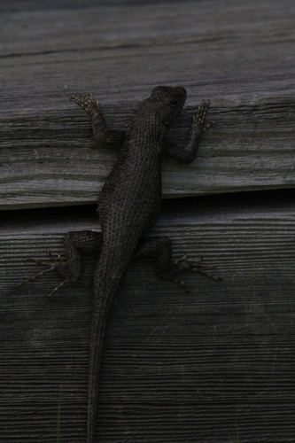 iNaturalist observation photo of Western Fence Lizard
