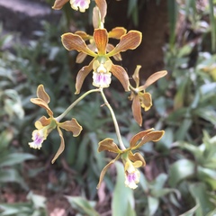 Encyclia