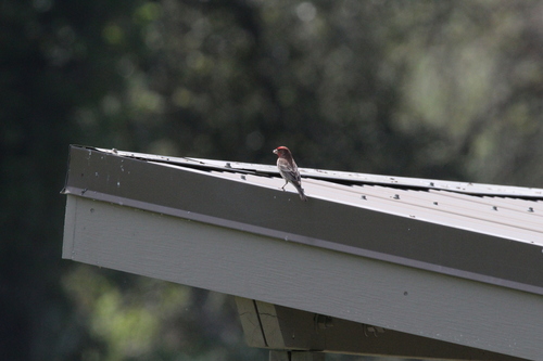 iNaturalist observation photo of House Finch