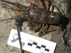 Panulirus inflatus