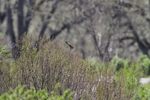 iNaturalist observation photo of White-crowned Sparrow