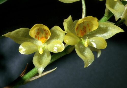 Soterosanthus