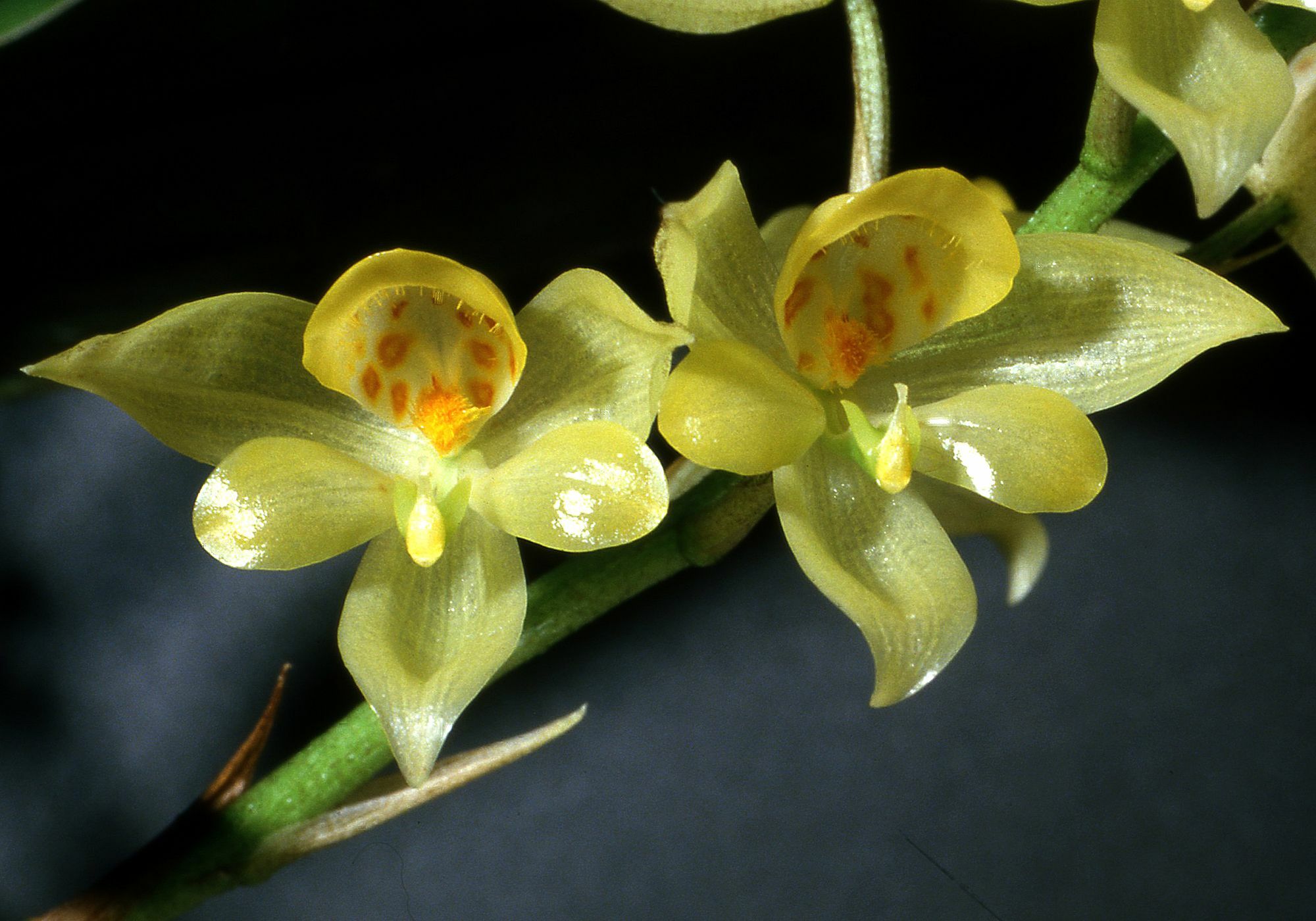 Soterosanthus
