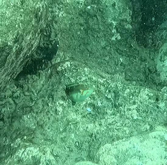 Nebulous wrasse