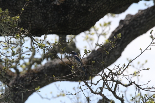 iNaturalist observation photo of California Scrub-Jay