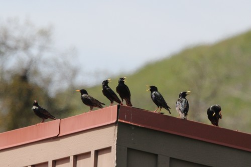 iNaturalist observation photo of European Starling