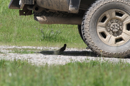 iNaturalist observation photo of California Towhee