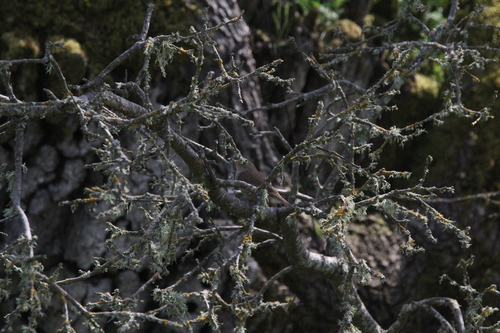 iNaturalist observation photo of Northern House Wren