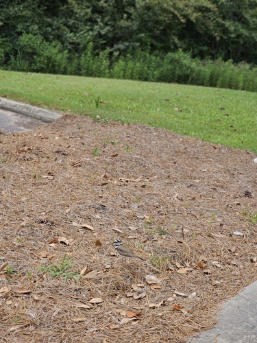 North American Killdeer photographed in Mississippi