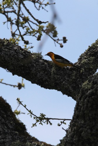 iNaturalist observation photo of Bullock's Oriole