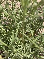 Lepidium montanum